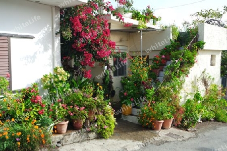 Blumenidylle vor einem Haus