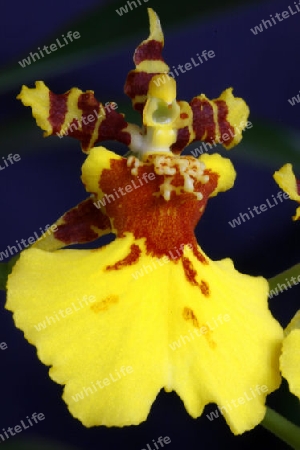 Orchidee Oncidium