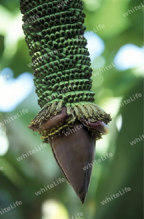 a Banana tree at the town of siem riep near ankor wat  in cambodia in southeastasia. 