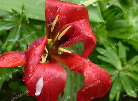 Rote Tulpe mit Regentropfen 3