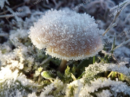 Pilz eingefroren I