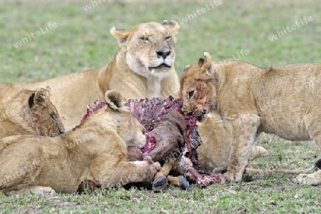 L?wen, L?we, L??wenfamilie (Panthera leo), frisst erbeutetes Topi (Damaliscus lunatus), Masai Mara, Kenia, Afrika