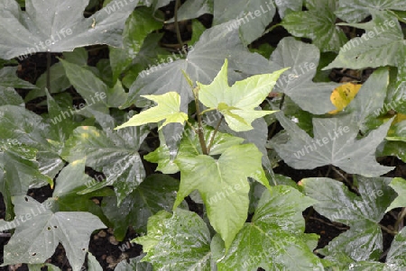 Pflanze der S?sskartoffel, Batate, Weisse Kartoffel, Knollenwinde (Ipomoea batatas), Vorkommen Asien