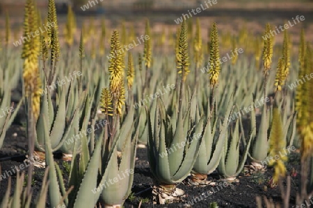 a Aloe Vera Plantation on the Island Fuerteventura on the Canary island of Spain in the Atlantic Ocean.