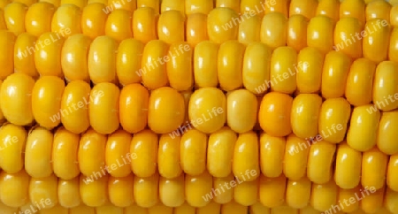 Closeup of juicy, bright yellow corn - Nahaufnahme von saftig, gl?nzend gelbem Mais