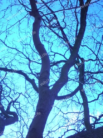 blauee Baum