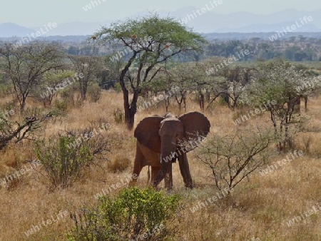Elefant im Samburu-Nationalpark, Kenia