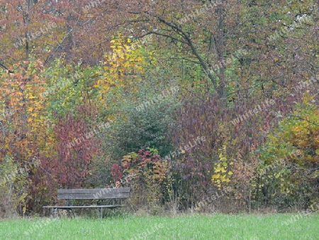 Parkbank im Herbstwald