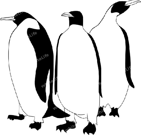 Kaiser pinguine