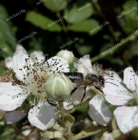 Wildbiene auf Brombeerblüte II