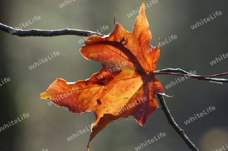 Ahornblatt Herbst