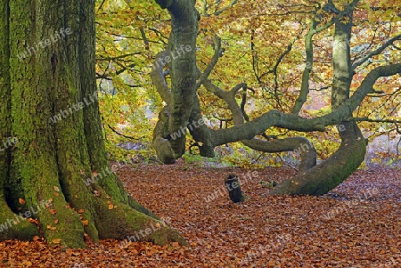 Bemooster Stamm einer alten Buche (Fagus) im Herbst, verf?rbte Blaetter im Gegenlicht, Urwald Sababurg, Hessen, Deutschland, Europa