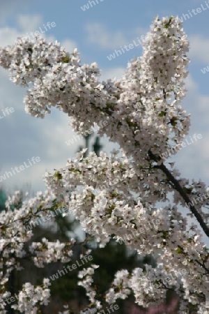 Zierkirschenblüte in der Gartenstadt