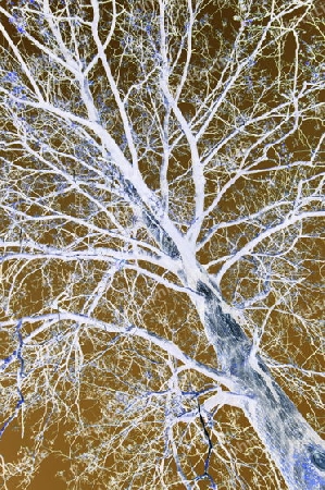 Kahler Baum in Farb-Negativ