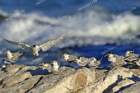 Eilseeschwalbe (Thalasseus bergii), Bird Island, Lamberts Bay, West Kap, Western Cape, S?dafrika, Afrika