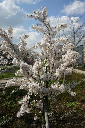 Zierkirschblüte in der Gartenstadt Drewitz