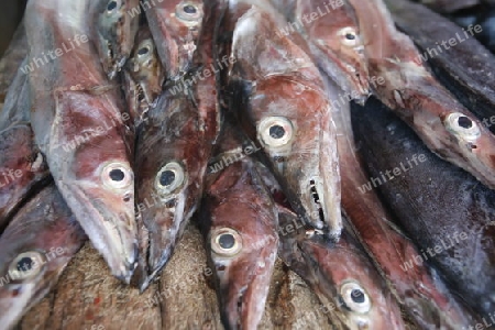 Suedamerika, Karibik, Venezuela, Isla Margarita, Juangriego, Frischer Fisch auf dem Fischmarkt des Fischerdorfes Juangriego an der Karibik auf der Isla Margarita.  