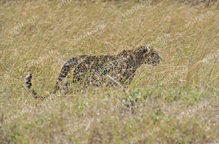 Leopard (Panthera pardus), laeuft getarnt durch hohes Gras,  Masai Mara National Reserve, Kenia, Ostafrika, Afrika
