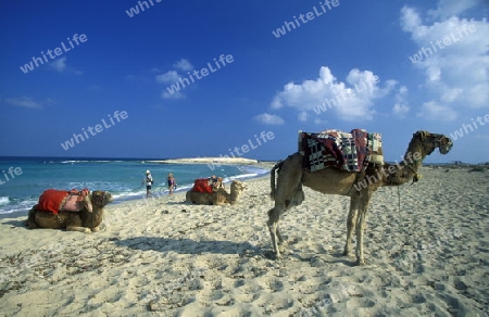 Ein Sandstrand auf der Insel Jierba im Sueden von Tunesien in Nordafrika. 