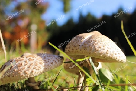 Pilze in der Herbstsonne