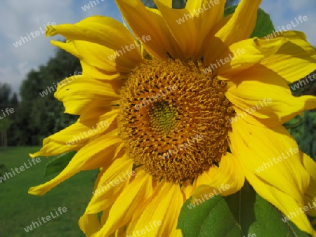 Sonnenblume, Helianthus