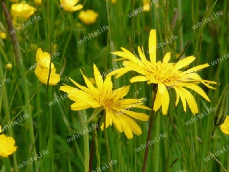 Wildblumen gelb P1220983