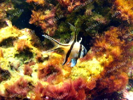 Fisch mit Korallen