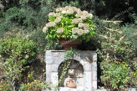 Wasserbrunnen mit Hortensien