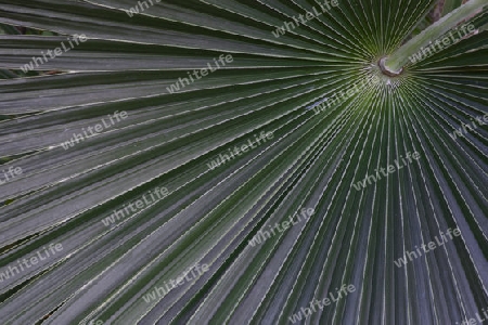 Blatt der silberwei?en Silberpalme ( Coccothrinax argentea, Vorkommen Mittelamerika