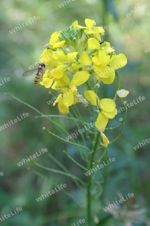 flower with bee