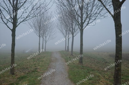 Trees and road in fog