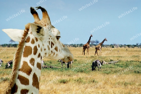 Giraffe family