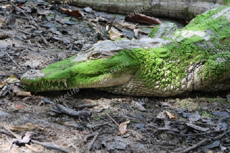 Krokodil 9
