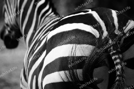 Der Hintern eines Zebras