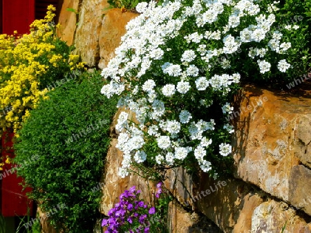 Gartenmauer aus gelblichen Natursteinen mit bl?henden Polsterblumen
