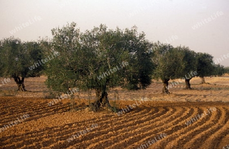 Afrika, Tunesien, Jerba
Oliven Baum Plantage auf der Insel Jerba im sueden von Tunesien. (URS FLUEELER)






