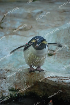 Pinguin beim Sprung ins Wasser