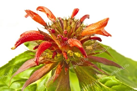 Monarda didyma , Pflanze der Indianerheilkunde