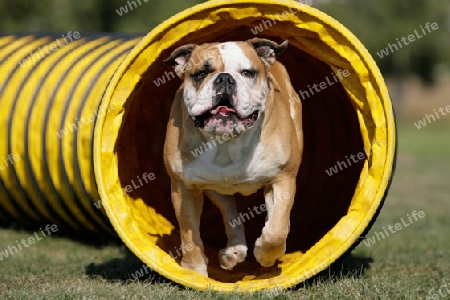 Bulldogge kommt aus Tunnel
