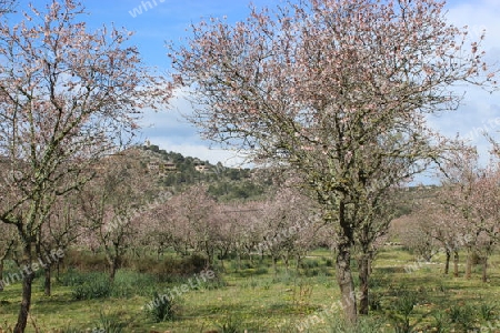 Alte Mandelbäume bei Valldemossa