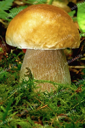 Magnificent stone mushroom in the forest with moss and fern