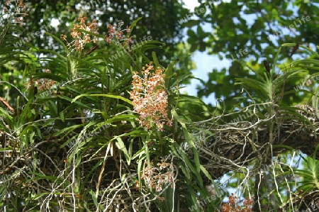Orchidee - Epidendrum