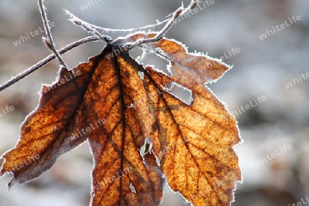 Herbstblatt im Reif