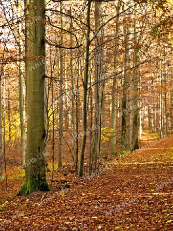 Laubwald im Herbst