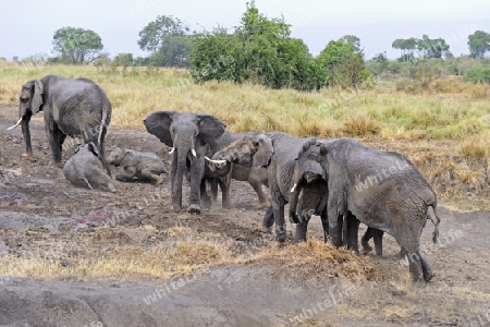 Afrikanische Elefanten (Loxodonta africana), Familie , Masai Mara, Kenia, Afrika