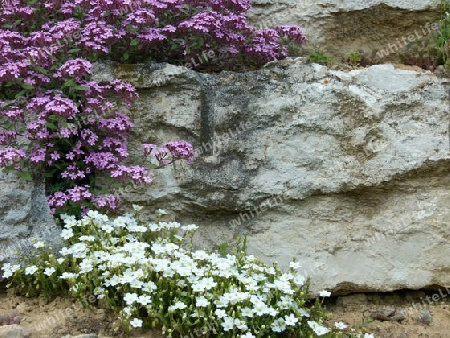 Natursteinmauer mit Pflanzen 2
