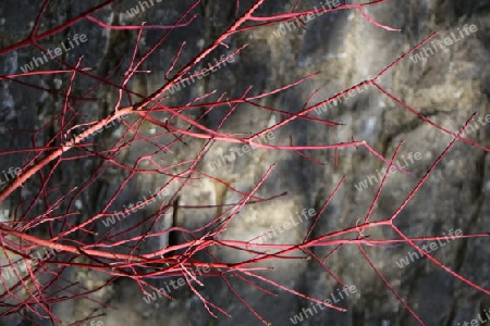 rote Zweige