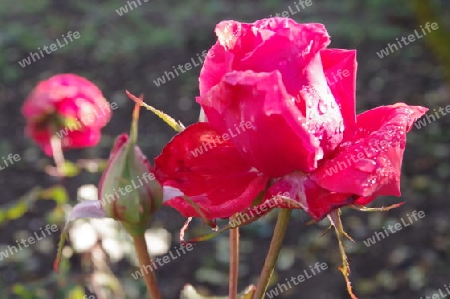 Rote Rosen mit Knospen und Regentropfen