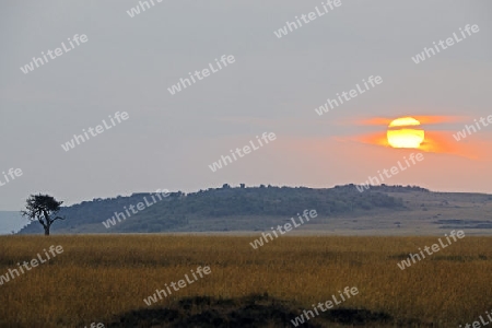 Sonnenaufgang ueber der  Masai Mara, Kenia, Afrika