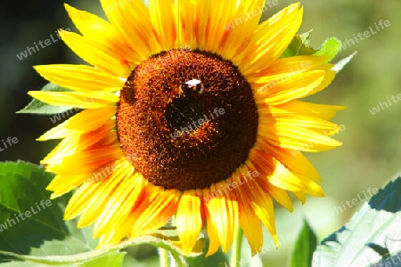 Die strahlende Sonnenblume